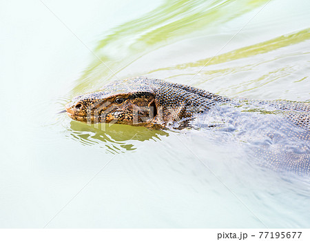 Water monitor Water monitor 77195677