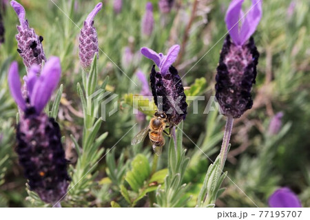 ウサギの耳のような穂のフレンチラベンダーにミツバチがとまっているようす 77195707