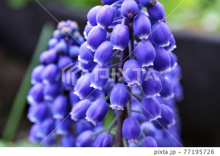 小さなベルのような花をたくさんつけたムスカリの写真素材