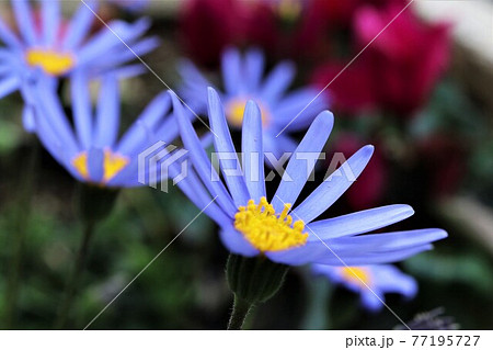 青と黄色の対比がきれいなブルーデイジーの花の写真素材