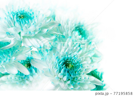 Vibrant Aqua Dahlia Flowers 77195858