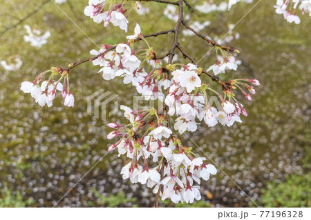 サクラの花と舞い散った花びら サクラの花と舞い散った花びら 77196328