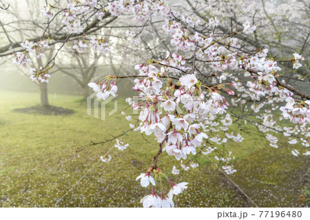 朝もやのサクラの花と舞い散った花びら 朝もやのサクラの花と舞い散った花びら 77196480