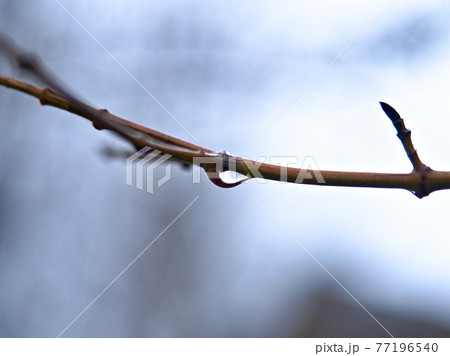 木の枝の水滴 77196540