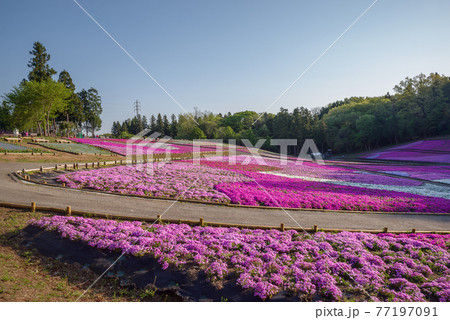 羊山公園・満開の芝桜 77197091