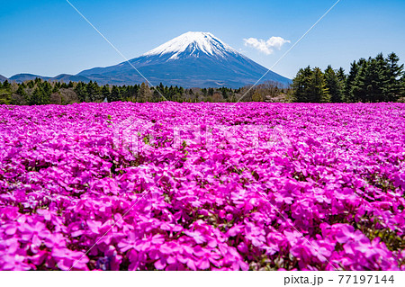 富士山と芝桜 77197144