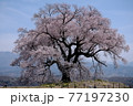 わに塚の桜 77197230