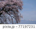 わに塚の桜 77197231