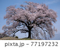 わに塚の桜 77197232