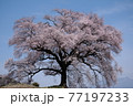 わに塚の桜 77197233
