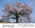 わに塚の桜 77197234