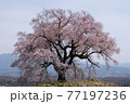 わに塚の桜 77197236