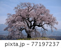 わに塚の桜 77197237