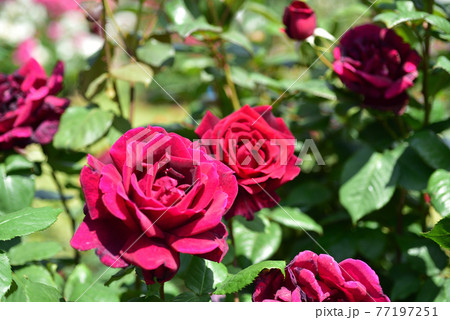 バラの花 バラの花 77197251