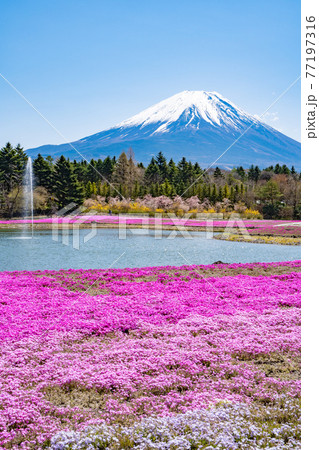 富士山と芝桜 富士山と芝桜 77197316