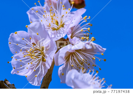 梅の花　佐布里梅 77197438