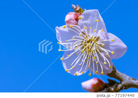 梅の花 佐布里梅 梅の花 佐布里梅 77197440