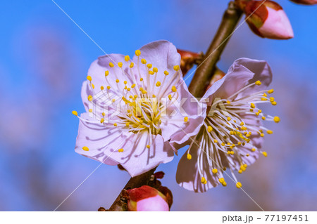 梅の花 佐布里梅 梅の花 佐布里梅 77197451
