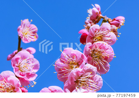 梅の花 紅梅 梅の花 紅梅 77197459