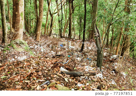 Garbage abandoned in the bamboo forest Garbage abandoned in the bamboo forest 77197851
