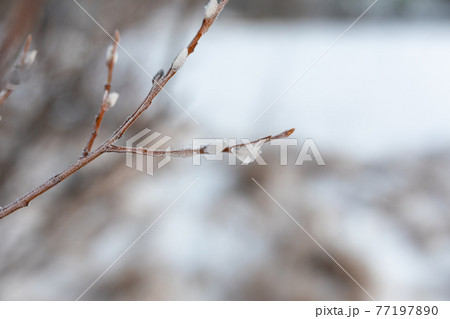 Willow branch frozen at winter 77197890