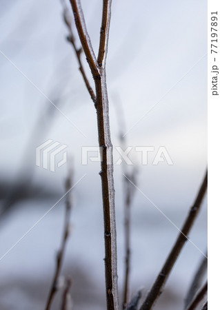 Willow branch frozen at winter Willow branch frozen at winter 77197891