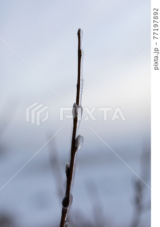 Willow branch frozen at winter 77197892