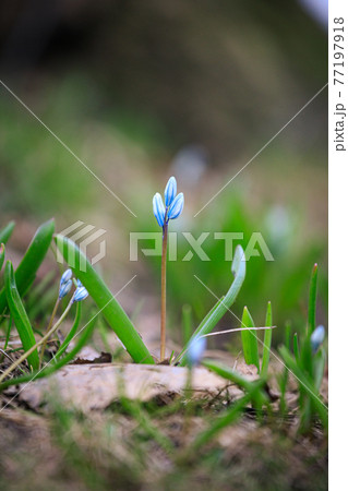 Scilla siberica flower in park at springtime Scilla siberica flower in park at springtime 77197918