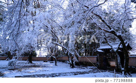 大津市　坂本　慈眼堂の雪景色 77198888