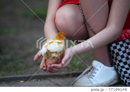 image of baby chicken hand image of baby chicken hand 77199149