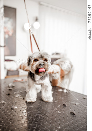 Young blond professional groomer love her job with yorkshire dog and all of the pets. 77199447