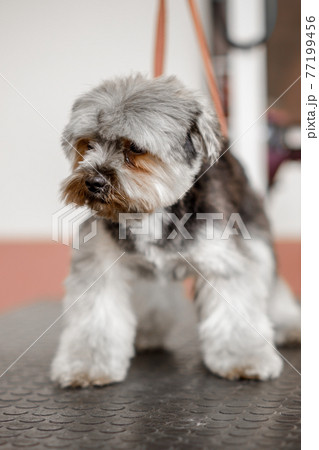 The adorable yorkshire dog is waiting for rhe professional groomer in the pet cosmetics. The adorable yorkshire dog is waiting for rhe professional groomer in the pet cosmetics. 77199456