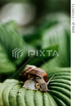 Closeup of a snail gliding on the big green leaves 77199771