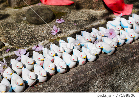 京都 六角堂の鳩みくじ 77199906