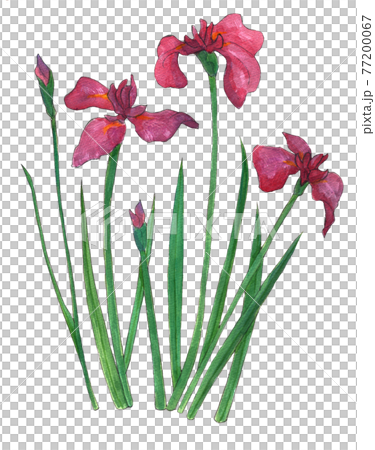 ハナショウブ   手描き  水彩  イラスト 77200067