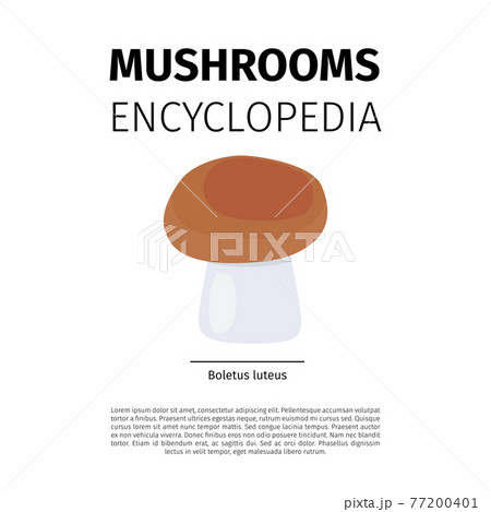 Boletus luteus mushroom 77200401