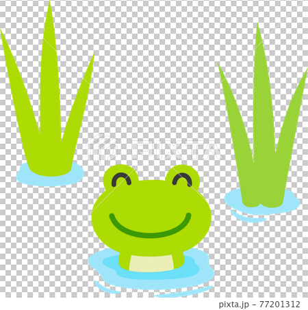 Rice seedlings and frogs that emerge from the surface of the water, rice planting 77201312