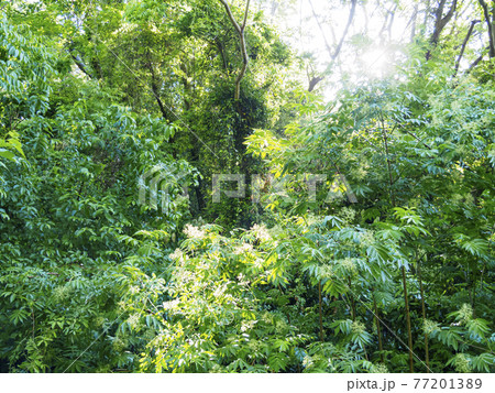 新緑眩しい湘南三浦半島の神奈川県三浦市首都圏の秘境の小網代の森の春 77201389