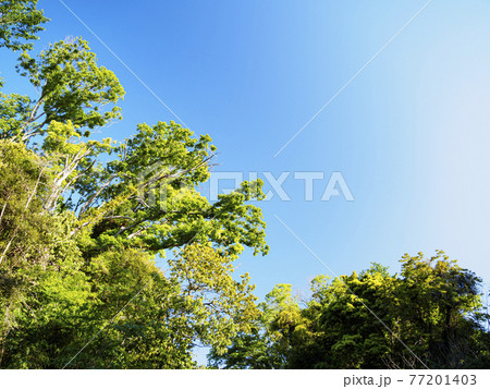 新緑眩しい湘南三浦半島の神奈川県三浦市首都圏の秘境の小網代の森の春 77201403