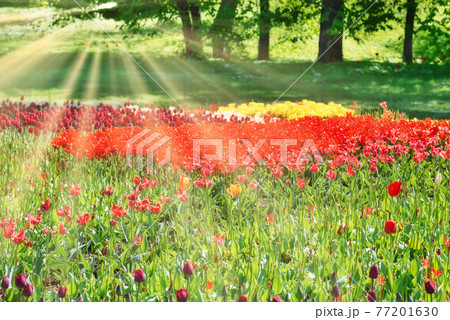 Tulips in the park 77201630