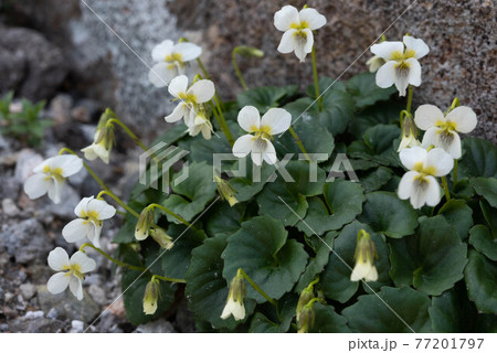 知床の固有種 シレトコスミレ 知床の固有種 シレトコスミレ 77201797