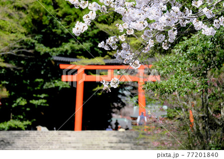 霧島神宮に咲く桜と鳥居の美しい風景 77201840