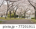 満開の桜並木 77201911