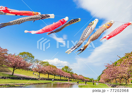 羽根谷だんだん公園、こいのぼりと満開の桜〈岐阜県海津市〉 77202068