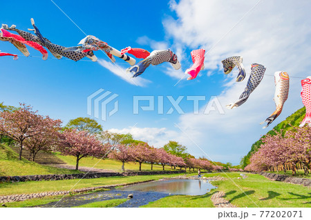 羽根谷だんだん公園、こいのぼりと満開の桜〈岐阜県海津市〉 77202071