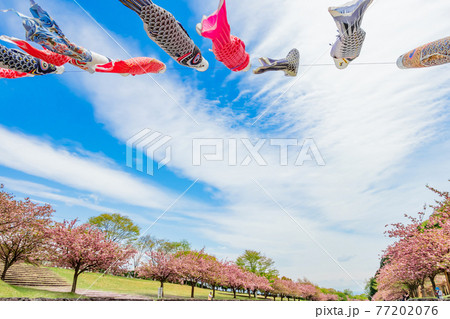 羽根谷だんだん公園、こいのぼりと満開の桜〈岐阜県海津市〉 羽根谷だんだん公園、こいのぼりと満開の桜〈岐阜県海津市〉 77202076