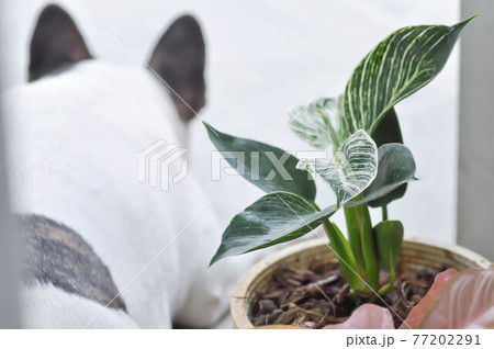Philodendron , Philodendron birkin and a dog 77202291