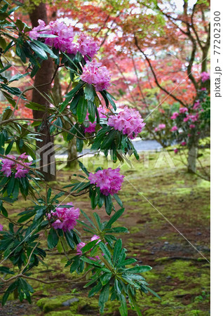 高野山 霊宝館付近のシャクナゲ 和歌山県伊都郡高野町 高野山 霊宝館付近のシャクナゲ 和歌山県伊都郡高野町 77202300