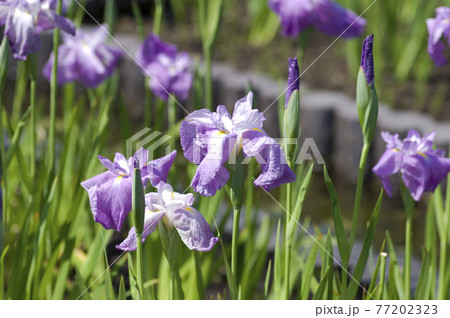 花菖蒲園に紫色のショウブの花が咲いています。このハナショウブの名前は不知火です。 77202323