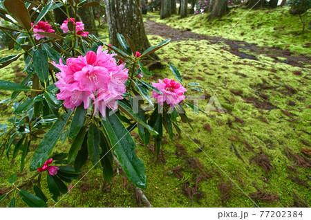 高野山　霊宝館付近のシャクナゲ　和歌山県伊都郡高野町 77202384